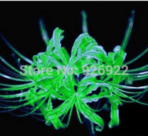 Green Lycoris Radiata, Spider lily, Lycoris Bulb, 5, 10, 20 Bulbs