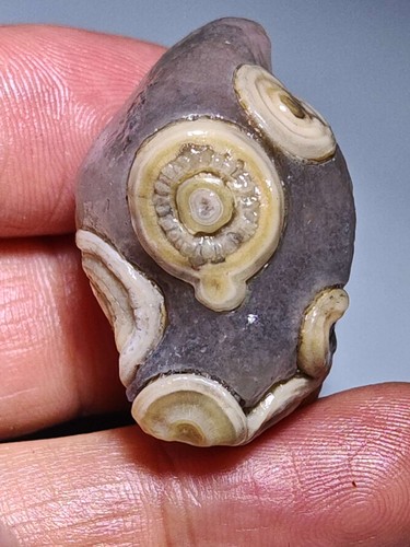 100% Natural Mongolia Gobi Agate Eyes Agate/stone Collection Specimen