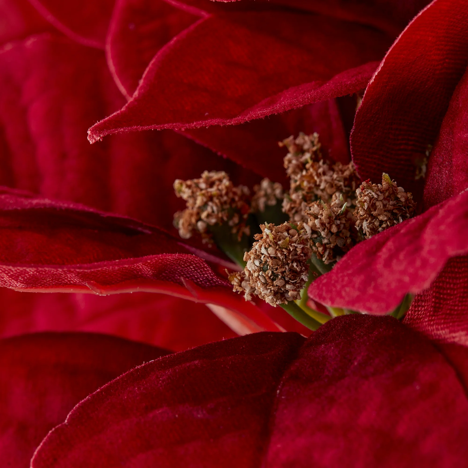 Holiday Time 19Inch Red Velvet Deluxe Artificial Poinsettia in Gold