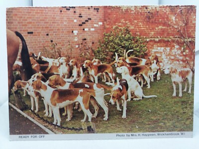 Vintage Postkarte bereit für die Off Beagle Hunde Fuchsjagd 1980er Wickhambrook 
