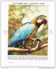 Macaw, Book Illustration (Print), c1953