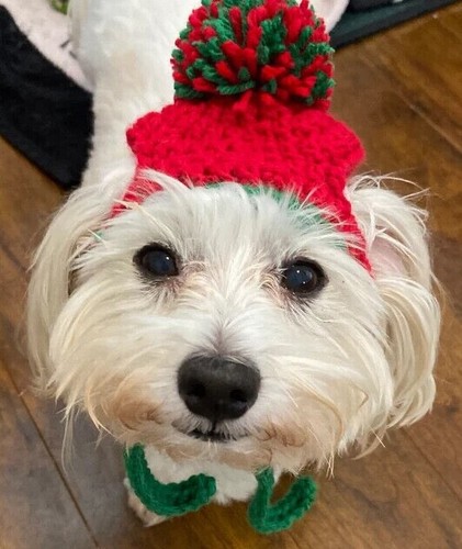 Dog Hat Pet Hat 1 PomPom Knitted Crocheted Handcrafted USA NEW SMALL - Picture 5 of 240