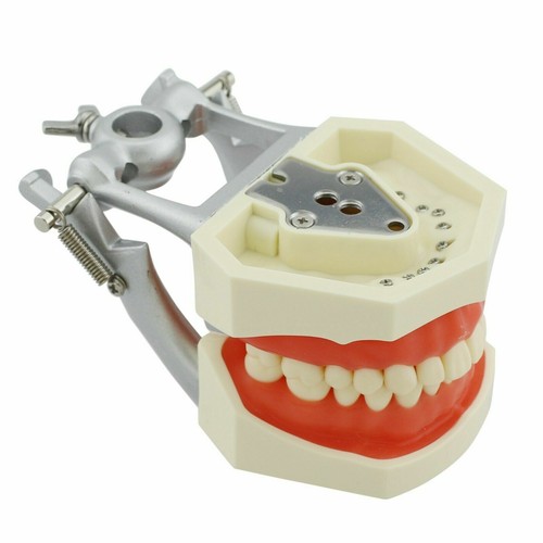 Columbia Kilgore Nissin 200 Dental Typodont Model Mount Pole Removable Teeth - Picture 23 of 255