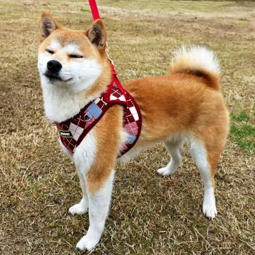 Dog Harness & Leashet Adjustable formall Medium Puppies, No S Checkered-Red