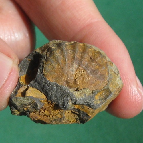 Brachiopod Fossil Muschel aus Devon von Bolivien Australocoelia tourteloti - Bild 2 von 9