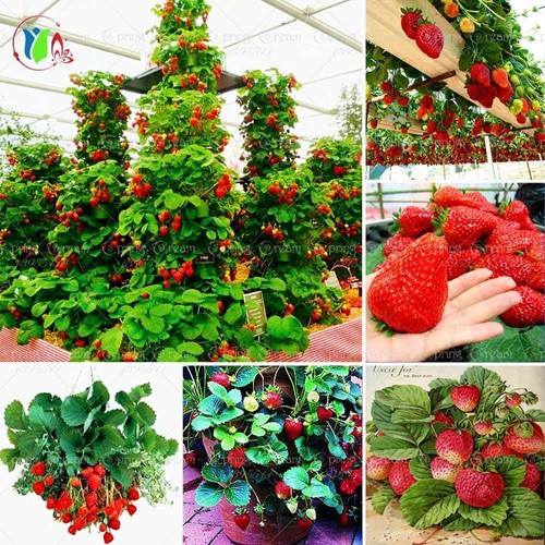 RARE CLIMBING STRAWBERRY Fruit Tree 40Pcs SEEDS For Home Planting - Picture 6 of 7