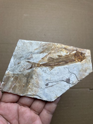 60g Jurassic Period lycoptera fish rock specimen Western Liaoning china - Picture 2 of 13