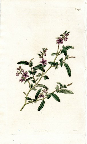 Impresiones florales antiguas 3 litografías Curtis 9" X 6" 1815/23/25!¡PRECIO CADA UNA! - Imagen 2 de 5