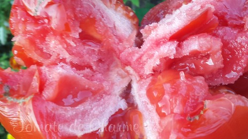 10 graines de tomate Yuri Gagarin tomato seeds méth.bio - Foto 6 di 7