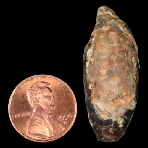 Cono de pino fósil 1,5 Equicalastrobus reemplazado por ágata Edad del Eoceno Semillas Frutas - Imagen 3 de 8