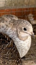5 Button Quail Hatching Eggs