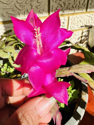 Zygo cactus “PURPLE ” 1x Healthy Cutting w/ 3x Segments - Picture 2 of 3
