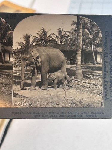 Foto Stereoview Elefante Madre Seis Meses Después de la Captura + Bebé Ceilán - Imagen 2 de 3