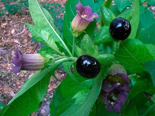 Semillas de Belladona Atropa belladona 5 semillas Ucrania Sueño de Jardinero