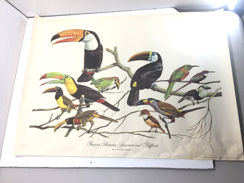 Serie Arthur Singer lotto di 5 stampe uccellini 1961 Birds Of The World Golden Press - Foto 2 di 19