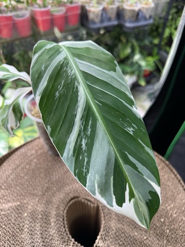 Musa AEAE variegated Banana- TRUE AEAE- US Grown- Extremely Rare Live Plant (1) - Picture 7 of 16