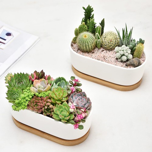 White Ceramic Succulent Plant Pots, Indoor and Outdoor Succulent Planters, Se... - Picture 2 of 7