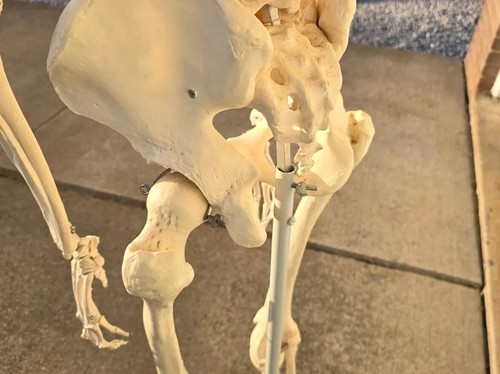 3B Scientific Stan the Standard Human Skeleton Complete Pelvic A10 Roller Stand - Picture 8 of 13