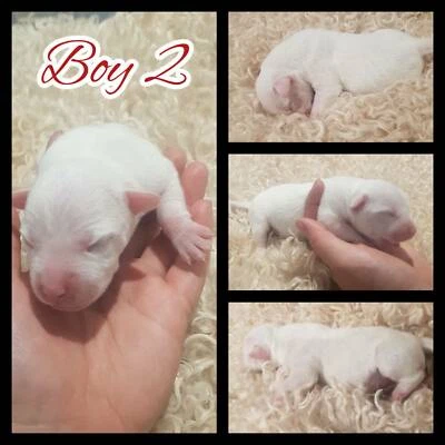 cockapoo puppies gumtree