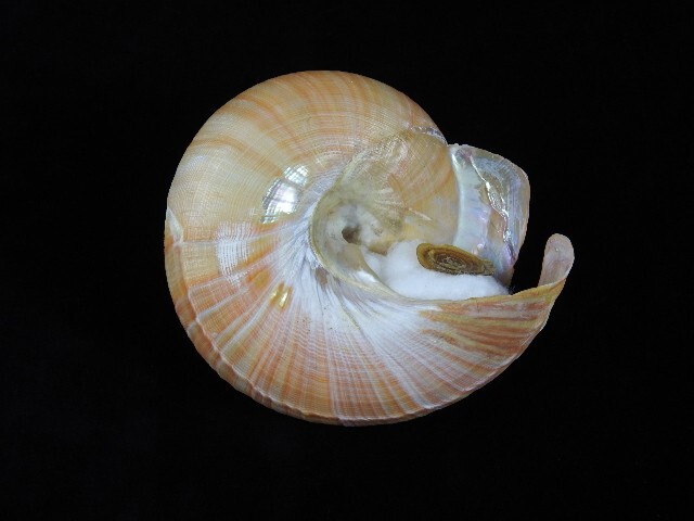 Picture 3 of 4