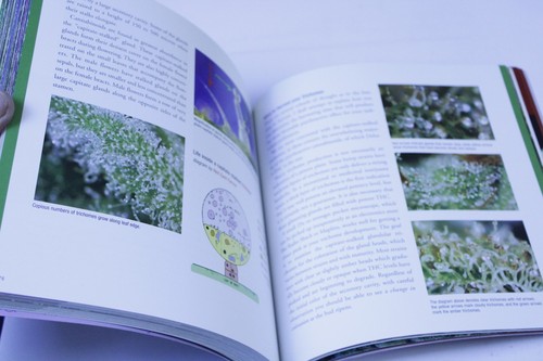 Cannabis Guide | The Big Book of Buds Vol 3 | Marijuana Strains - Imagen 6 de 7