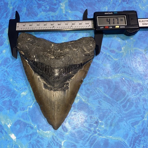 MEGALODON SHARK TOOTH 5.47” HUGE TEETH MEG SCUBA DIVER DIRECT FOSSIL NC 4512 - Picture 7 of 8