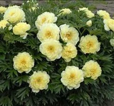 1 - ITOH BARTZELLA PEONY Live Perennial Flower Root Bulb Plant * FALL  SHIPPING