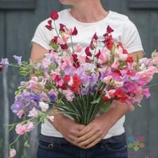 50 Elegance Formula Mix Sweet Pea Seeds for Garden - USA - FREE SHIPPING 