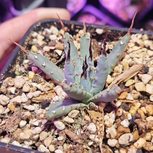 Agave utahensis var. eborispina WYSIWYG - Picture 2 of 3