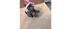 Mary Engelbreit Scottie Dog Hanging Christmas Ornament
