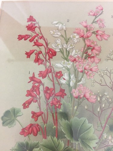 Geranie Farbe 1880er Farblithographie professionell mattiert und gerahmt Alaunwurzel - Bild 7 von 9