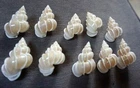 Epitonium scalare 40-44 mm F+++  set of 10  pcs Angelic wentletrap collection!!