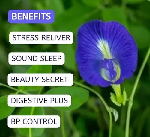Polvere pura di farfalla fiori di pea clitoria ternatea tisana naturale bellezza - Foto 11 di 11