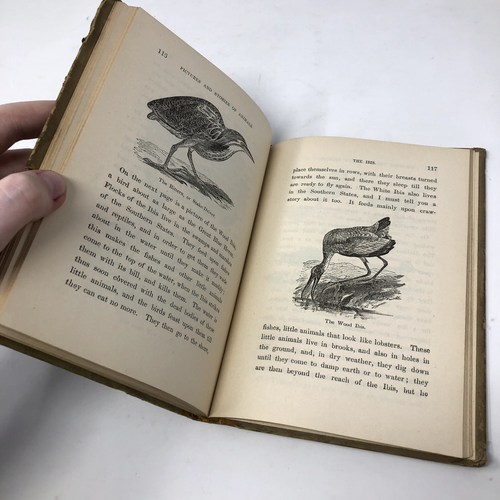 Antique Young Folks Pictures and Stories of Animals 1887 Sanborn Temey - Picture 10 of 21