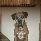 21stcentury-sportscards