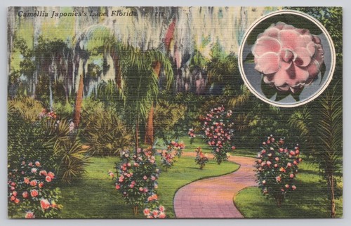 Camellia Japonica's Lane Florida Linen Postcard Unposted