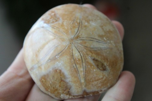 Fosil de erizo, Madagascar. De @ 66 a 70 grs cada uno - Imagen 6 de 12