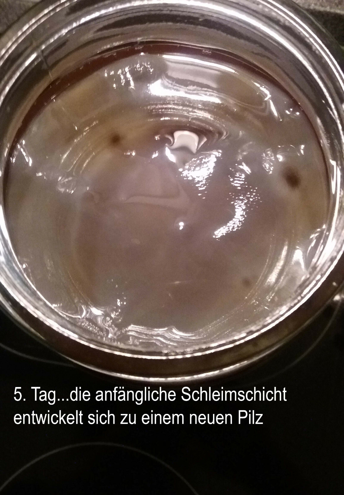 Gesund gewachsener Kombucha (Scoby) Tee Pilz, lebendig, vital und aktiv