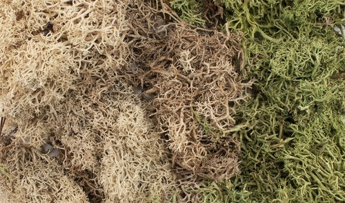 All Game Terrain, Winter Mix EZ Bushes, #WS-G6500 - Imagen 2 de 8