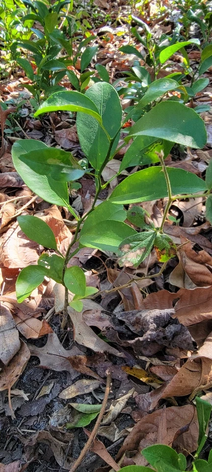 SATSUMA FRUIT TREE REAL LIVE PLANT CITRUS 4" to 10" SEEDLING MANDARIN - Image 4 of 4