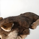 Bild 6 von 12