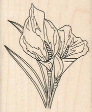 Calla Lilies 2 3/4 x 3 1/4" Rubber Stamp, Flower Stamp, Plant Stamp