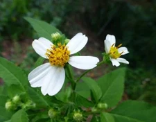 100 Spanish Needles Seeds, Bidens alba -Native Wildflower - Pollinator Attractor