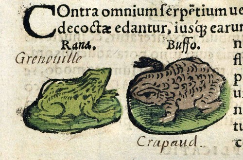 Gravure ancienne estampe illustration POISSON LE SILURE, CRAPAUD LA GRENOUILLE - Imagen 4 de 5