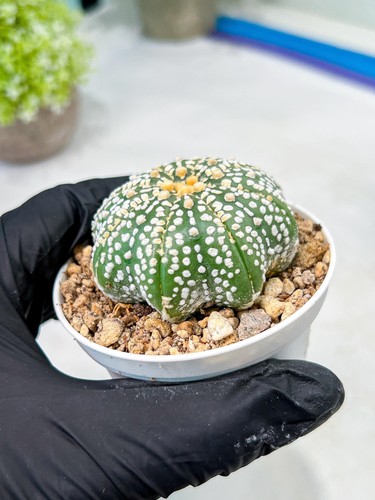 Astrophytum Asterias Nudum Star Shape (T10) (b6) | American Plant Seller | 3" Po