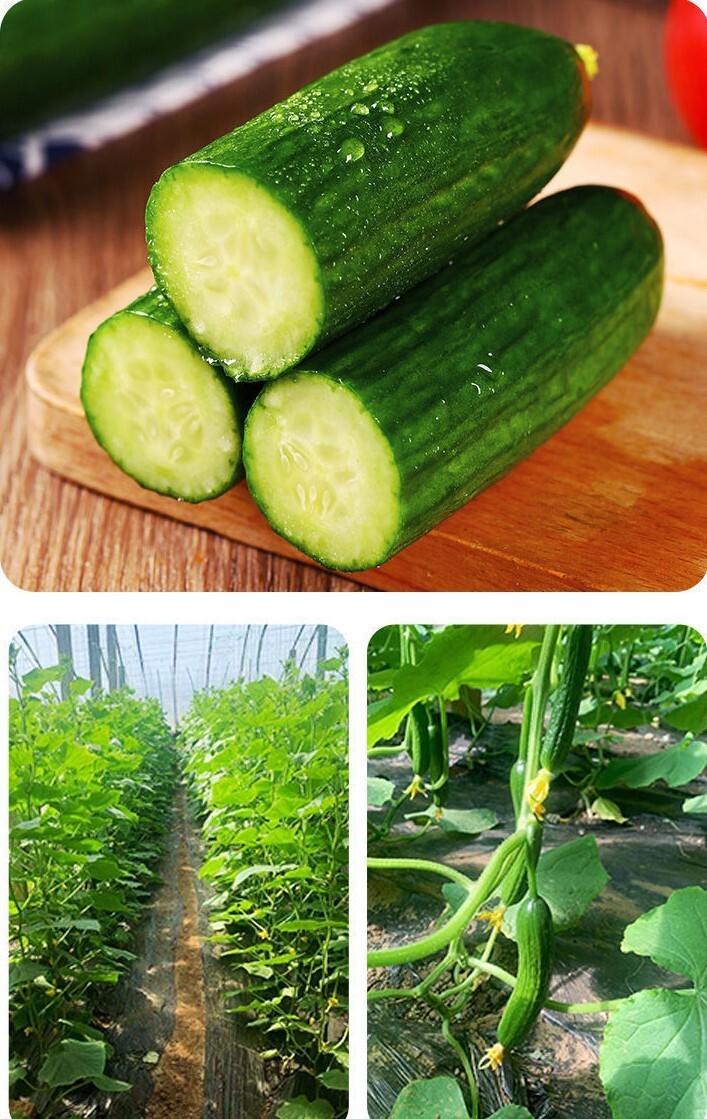 未使用 Magic Cucumbers - Magic Crush Get Organic Cucumber Delivered | Misfits Market
