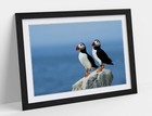 TWO ATLANTIC PUFFINS PHOTOGRAPHY -FRAMED ART PICTURE PAPER PRINT