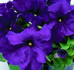 50-Pelleted-Seeds-Logro-Purple-Petunia-Seeds-Large-Flowers