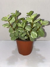 Jade Plant - Portulacaria Afra Elephant Bush (dwarf jade) Succulent 