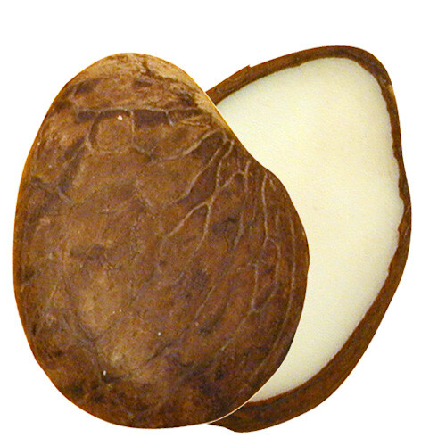 Rebanadas de Nuez de Tagua Producidas en Ecuador - Pack de 25 - Imagen 1 de 1